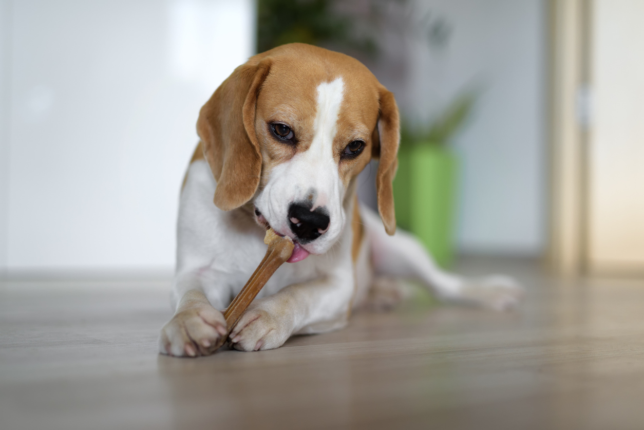 飼い主が犬におやつを手渡している様子